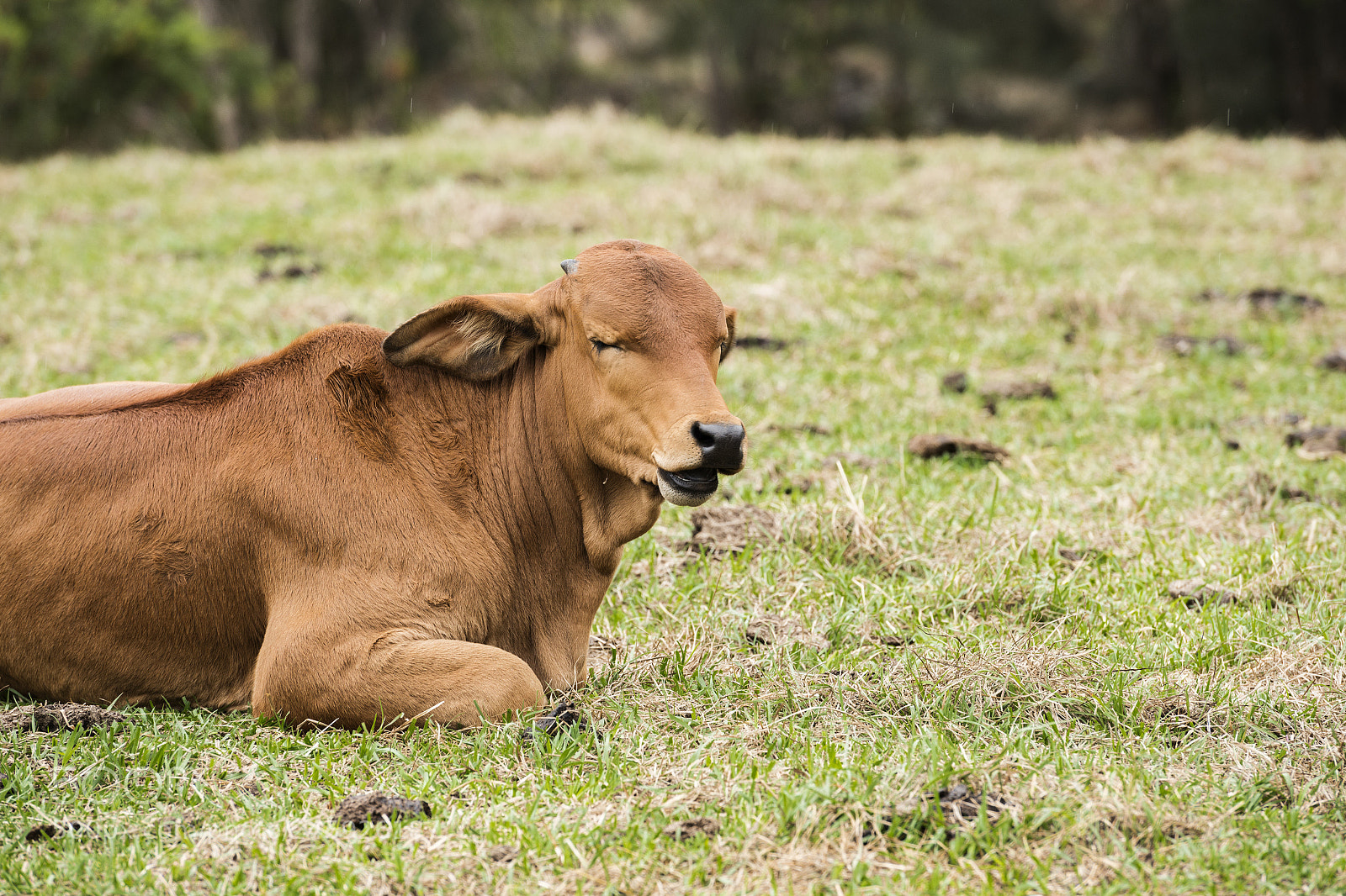 Nikon D800 sample photo. Australian cow photography