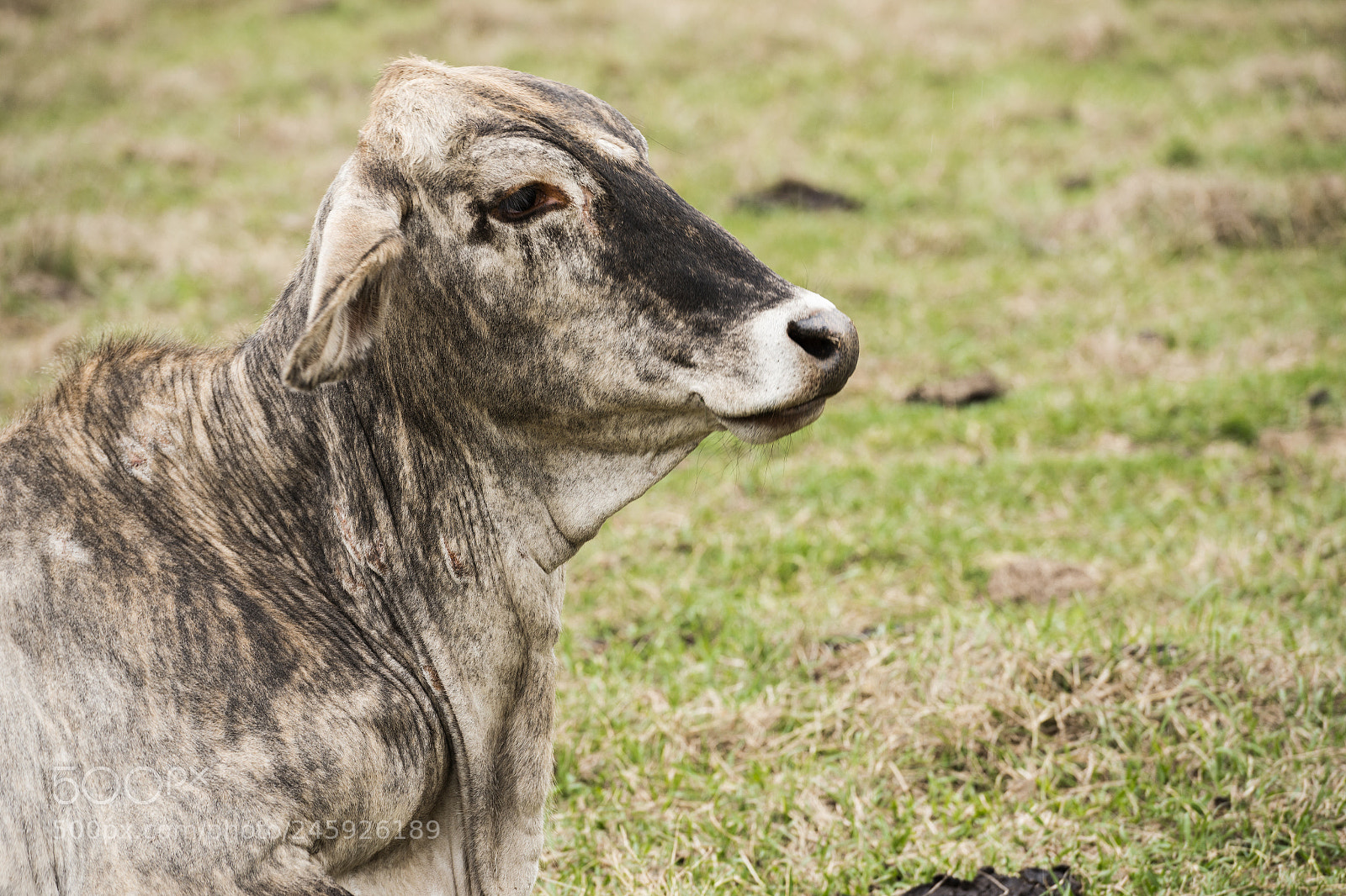 Nikon D800 sample photo. Australian cow photography