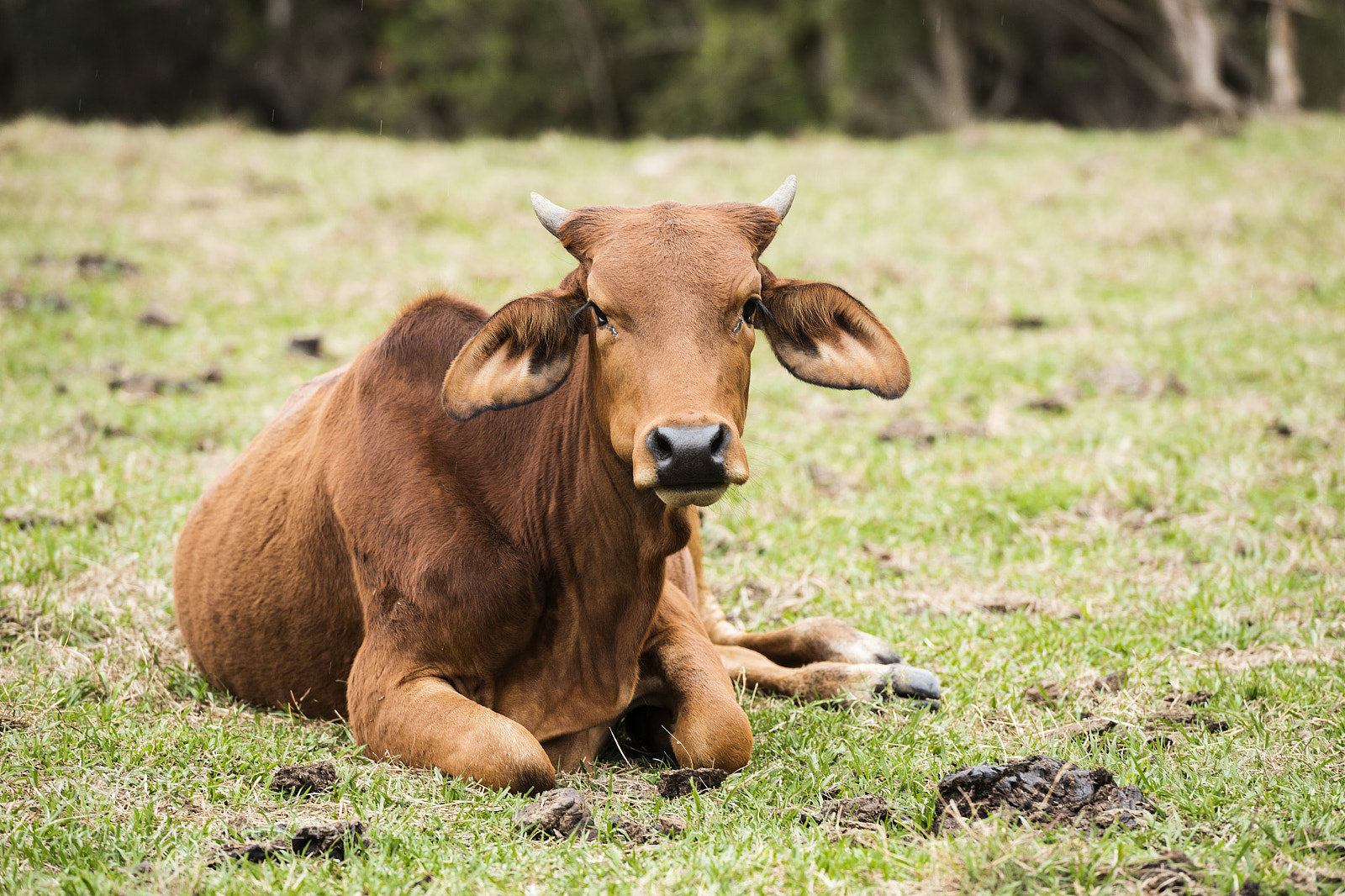 Nikon D800 sample photo. Australian cow photography