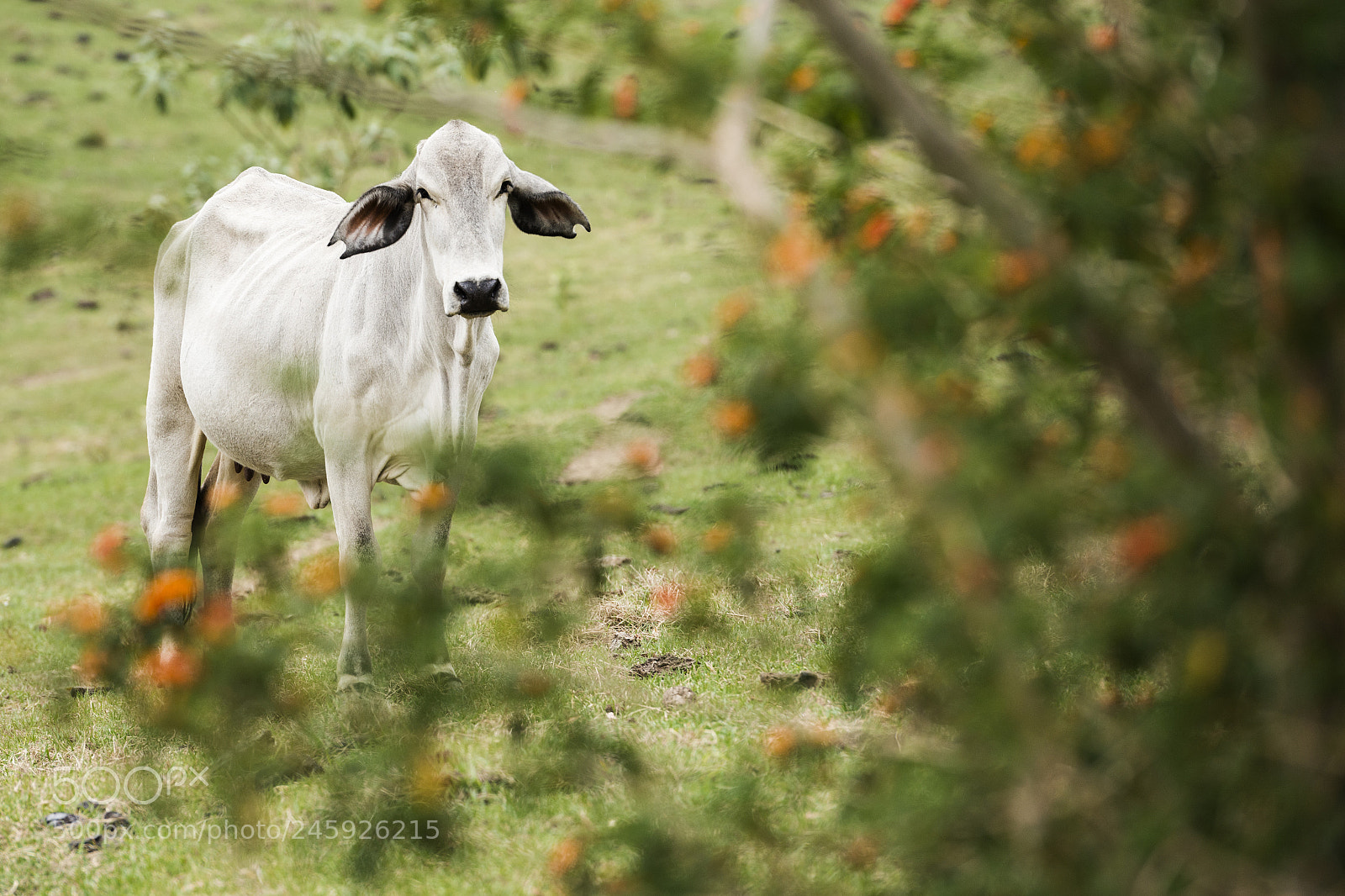 Nikon D800 sample photo. Australian cow photography