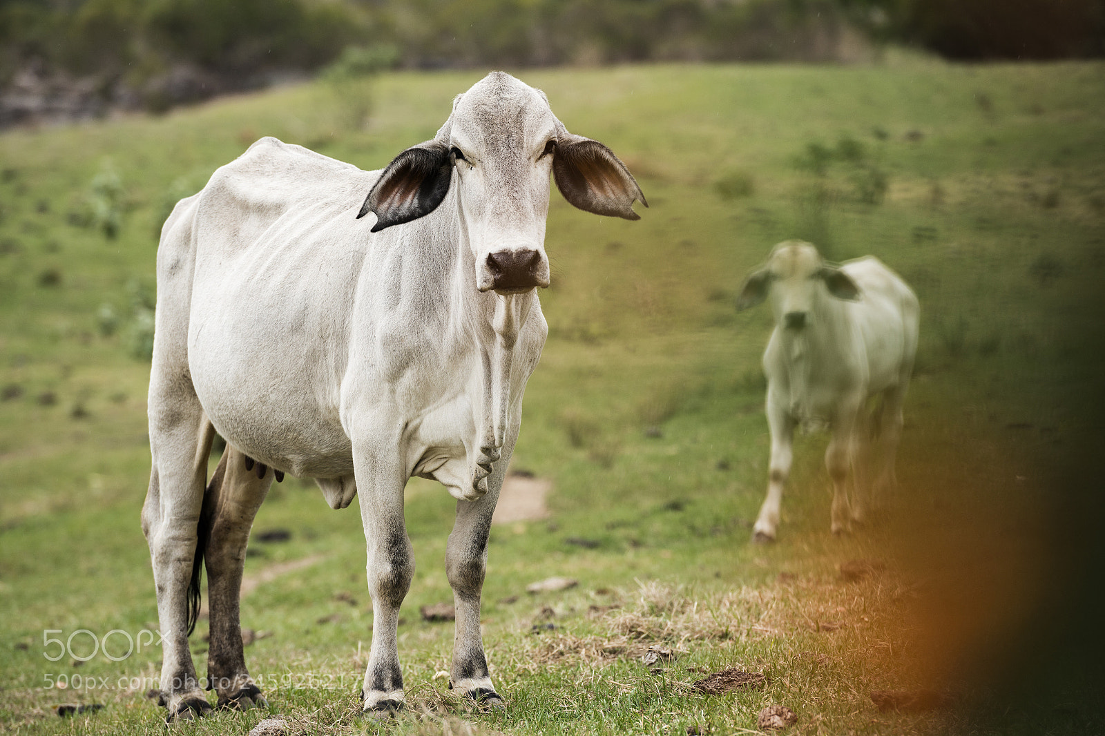 Nikon D800 sample photo. Australian cow photography
