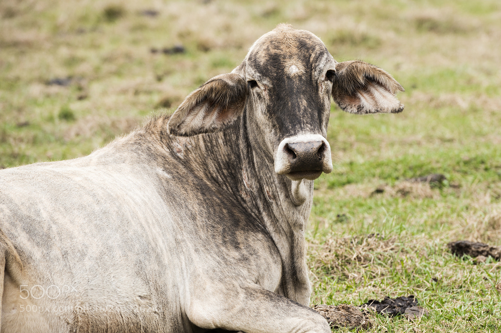 Nikon D800 sample photo. Australian cow photography