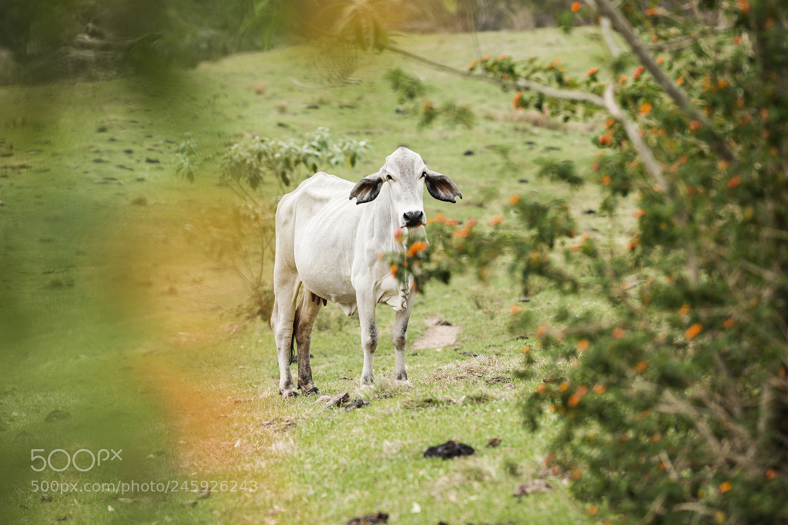 Nikon D800 sample photo. Australian cow photography