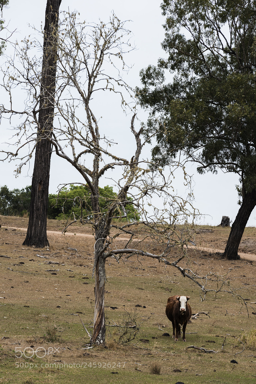Nikon D800 sample photo. Australian cow photography