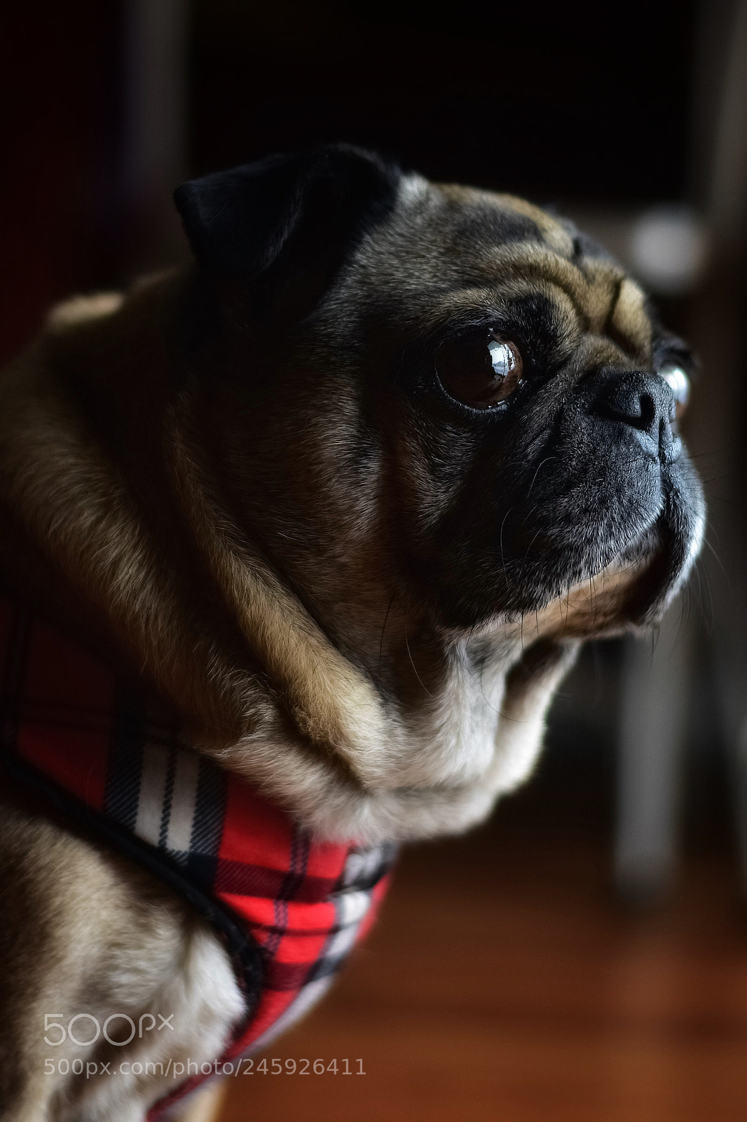Nikon D5600 sample photo. Untitled photography