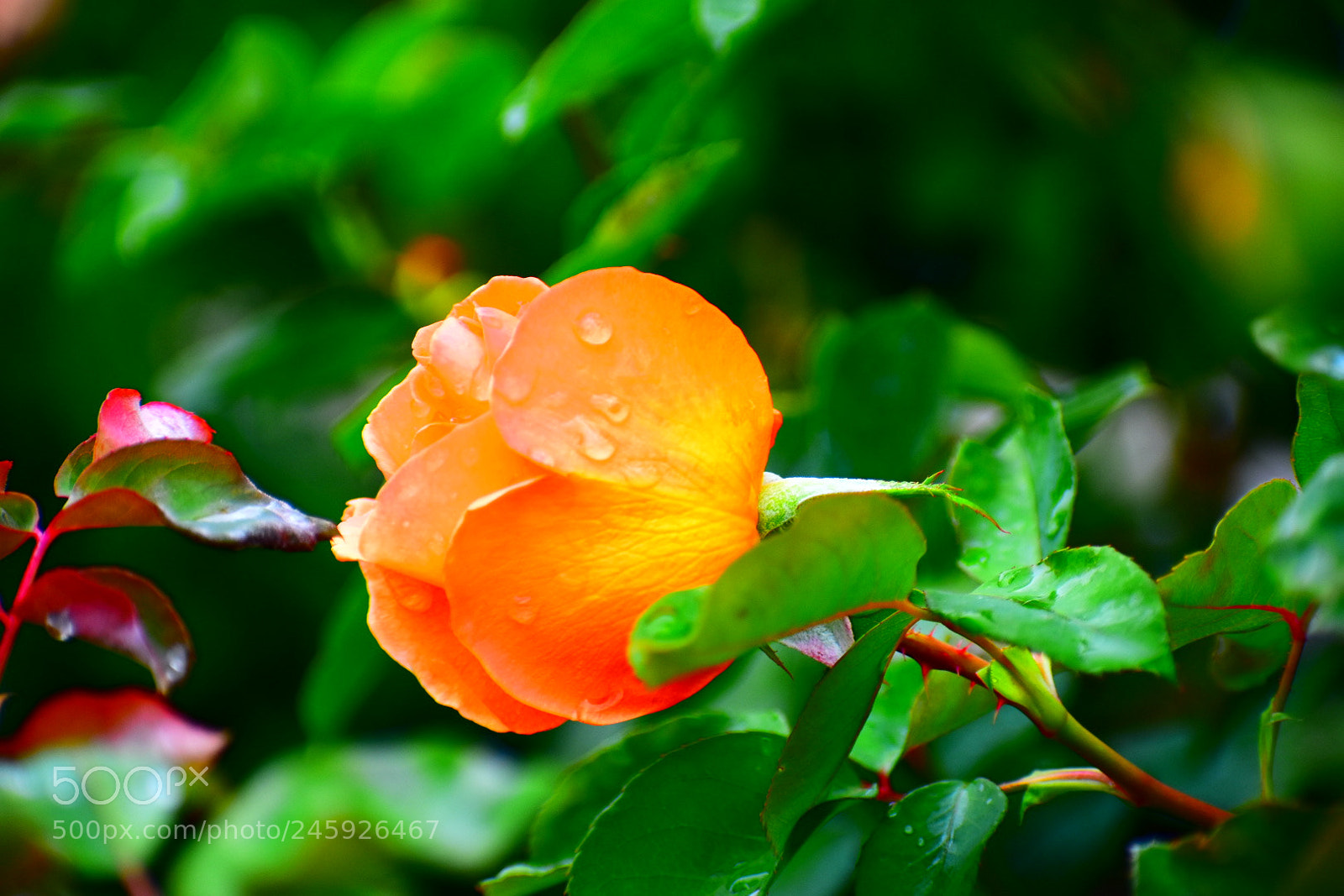 Nikon D3400 sample photo. Untitled photography