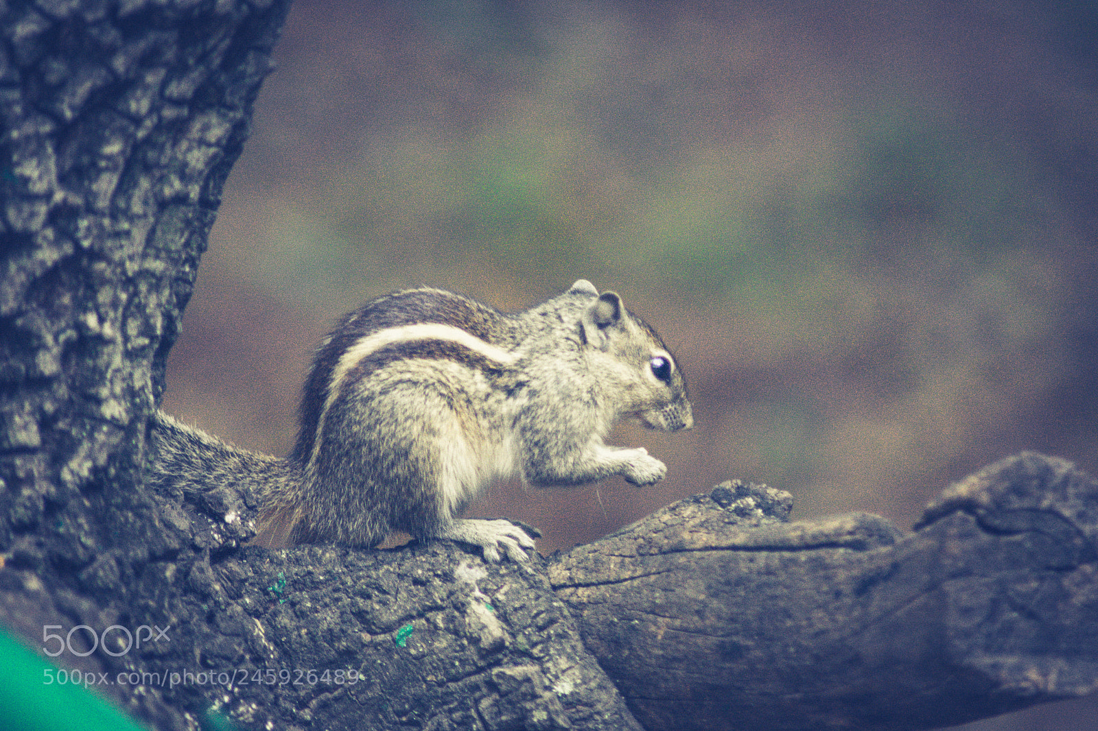 Nikon D3400 sample photo. Indian palm squirrel photography