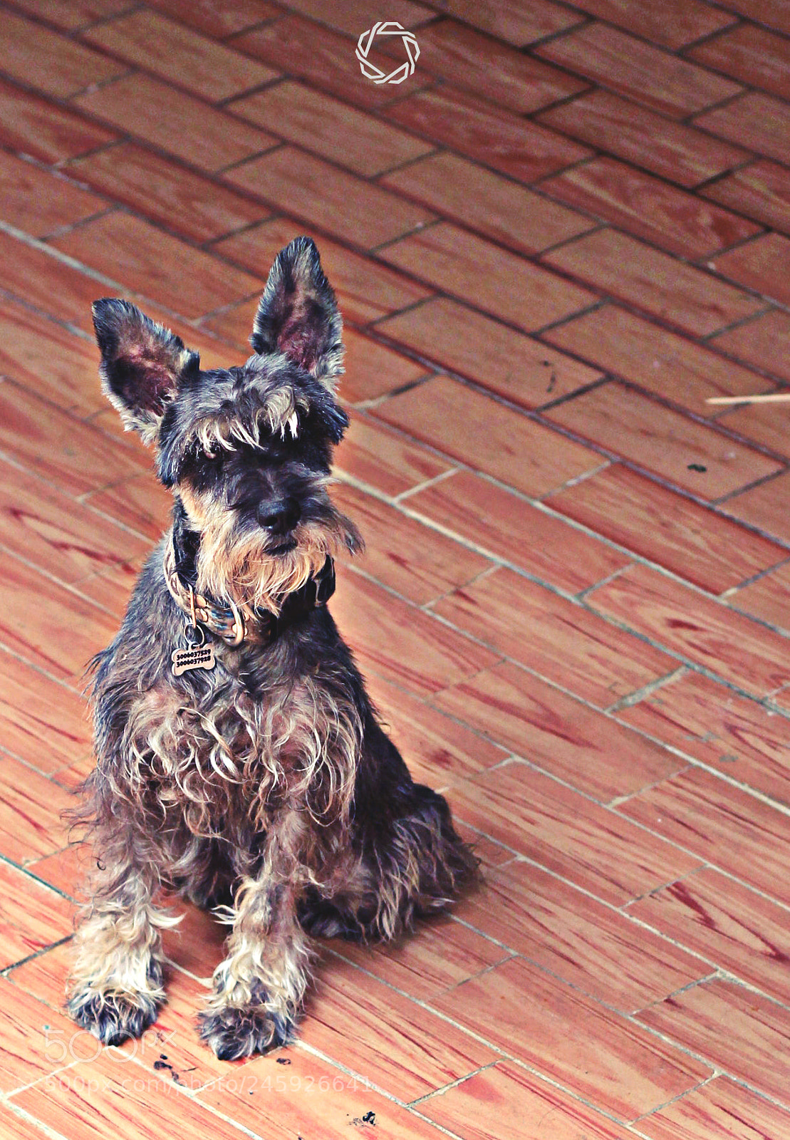 Canon EOS 700D (EOS Rebel T5i / EOS Kiss X7i) sample photo. Little dog photography