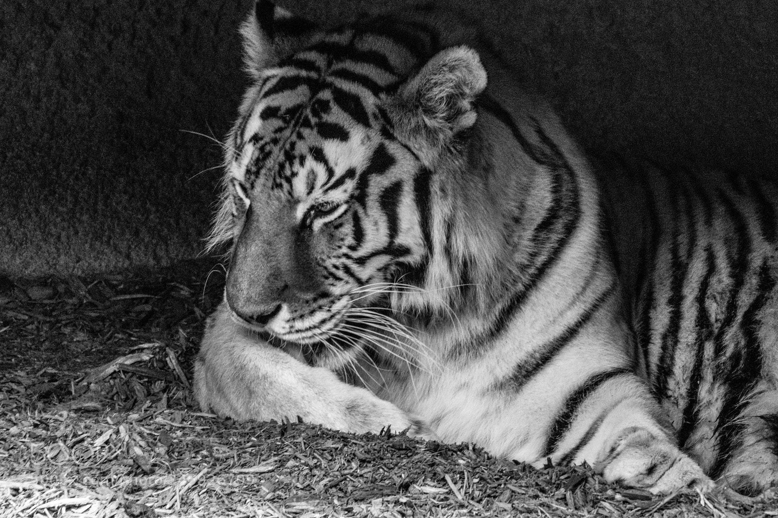 Canon EOS M5 sample photo. Tiger in black and photography