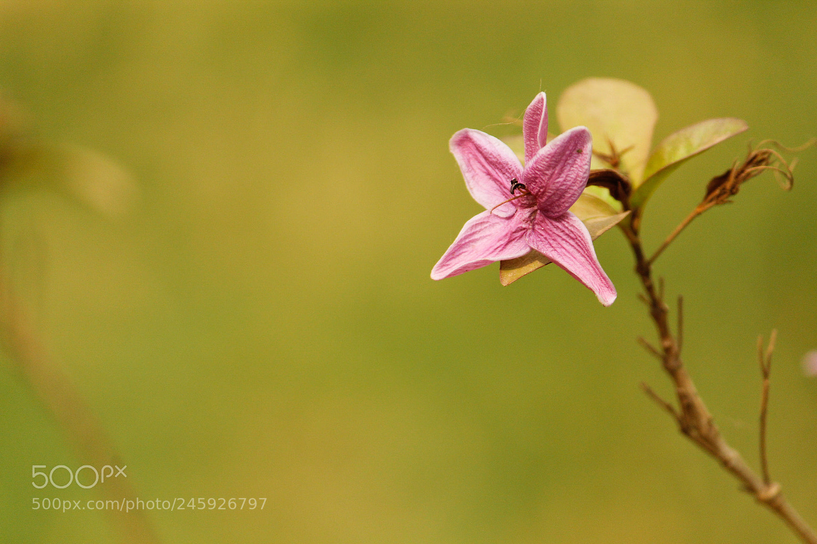 Canon EOS 1300D (EOS Rebel T6 / EOS Kiss X80) sample photo. #floral photography