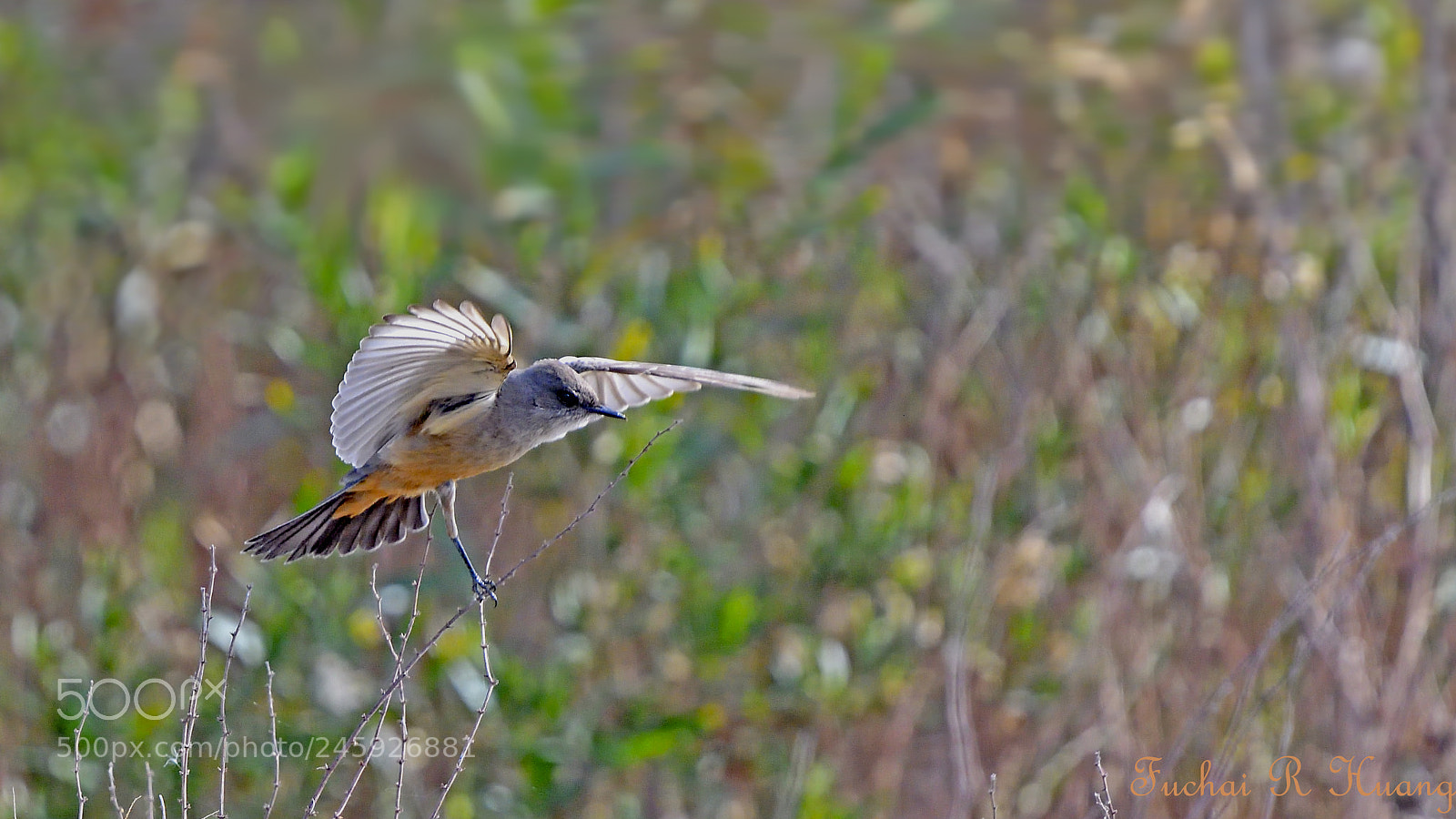 Nikon D500 sample photo. Say's phoebe taking off photography