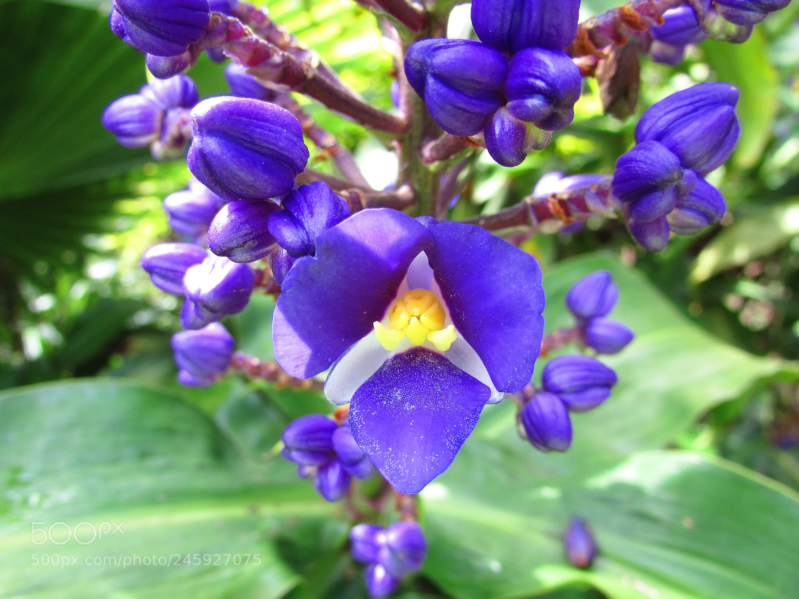 Canon PowerShot SX400 IS sample photo. Blue ginger photography