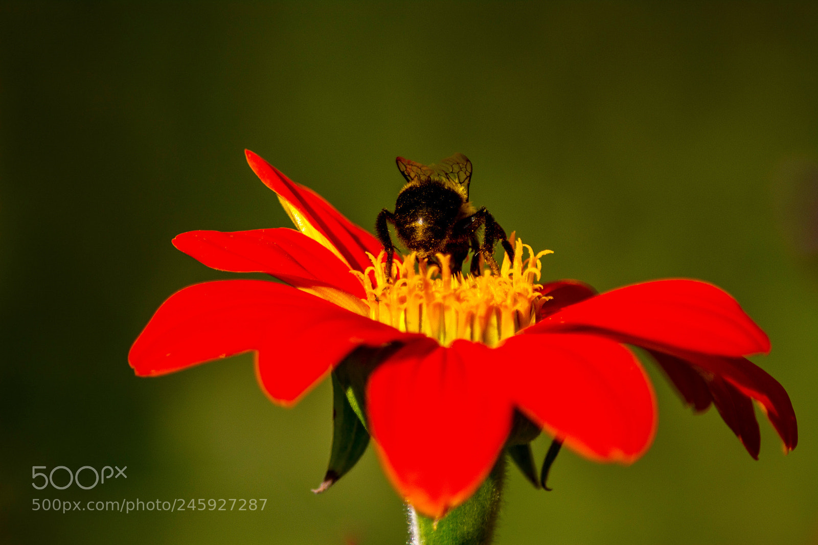 Nikon D5200 sample photo. Flower photography