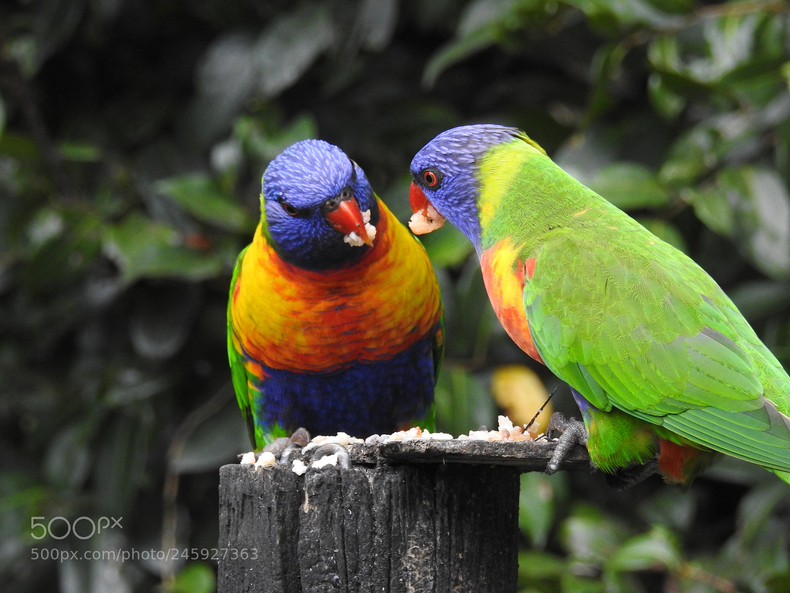 Nikon Coolpix P900 sample photo. Rainbow lorikeet 3 photography