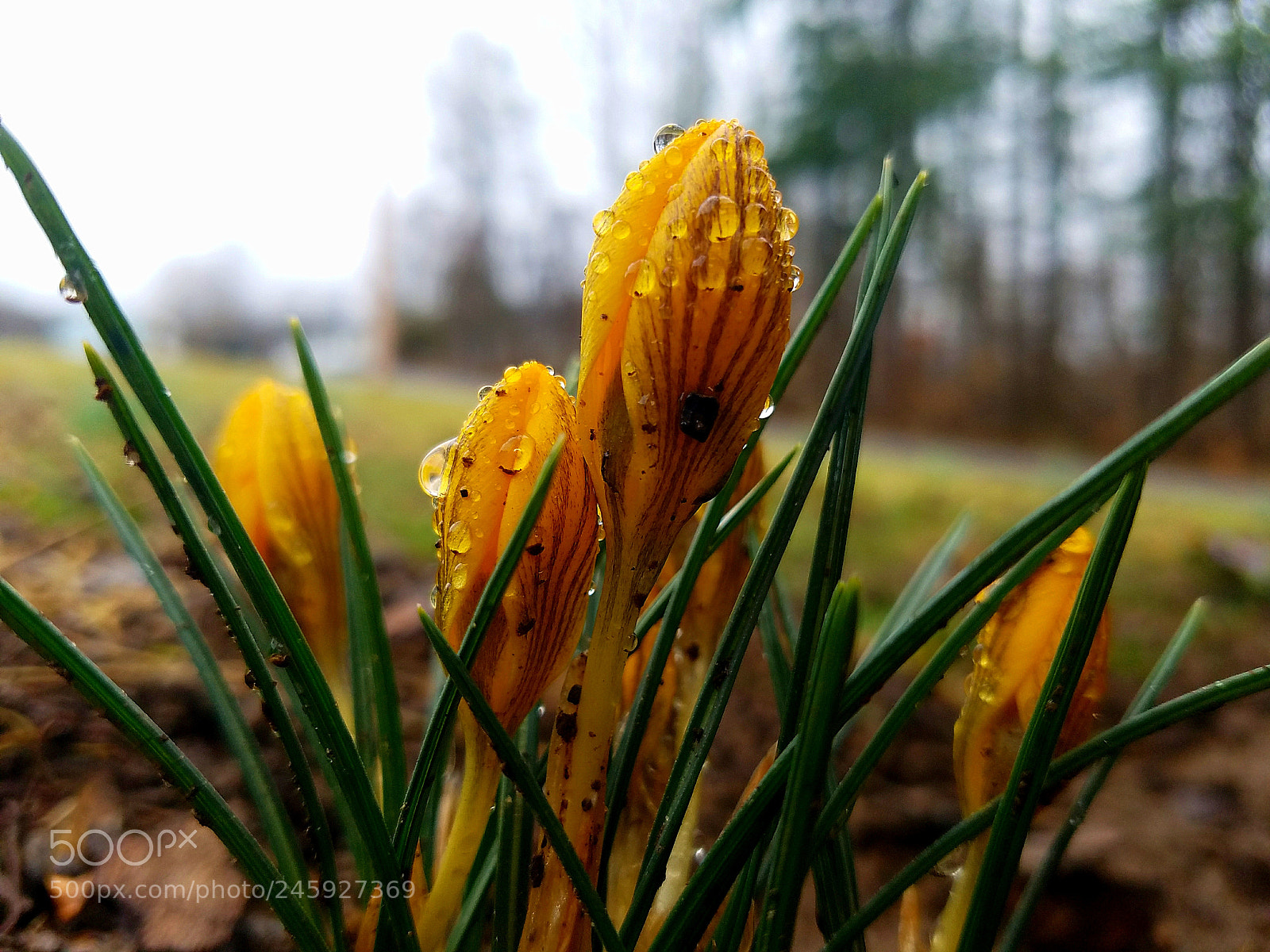 Samsung Galaxy S7 sample photo. First sign of spring photography