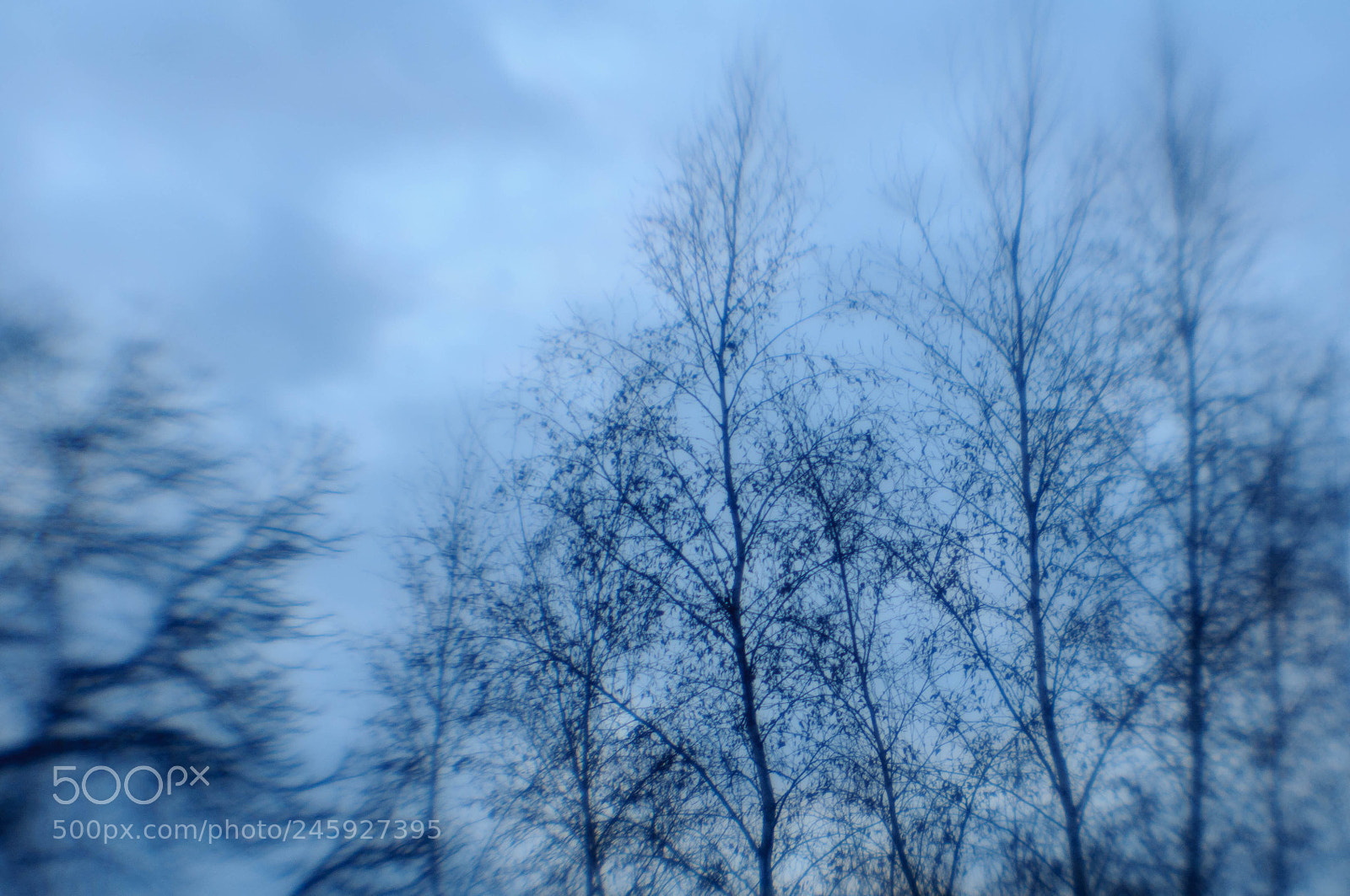 Nikon D300 sample photo. Soft trees photography