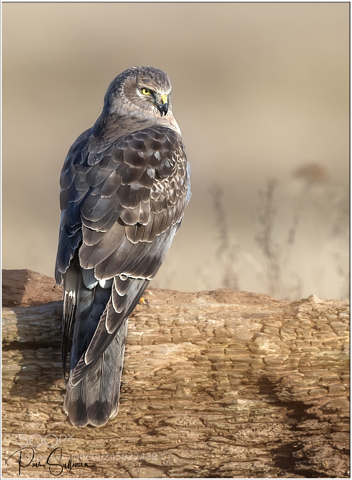 Canon EOS-1D X Mark II sample photo. Grey ghost photography