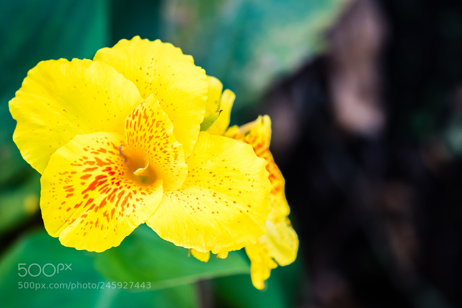 Nikon D500 sample photo. Yellow flower photography