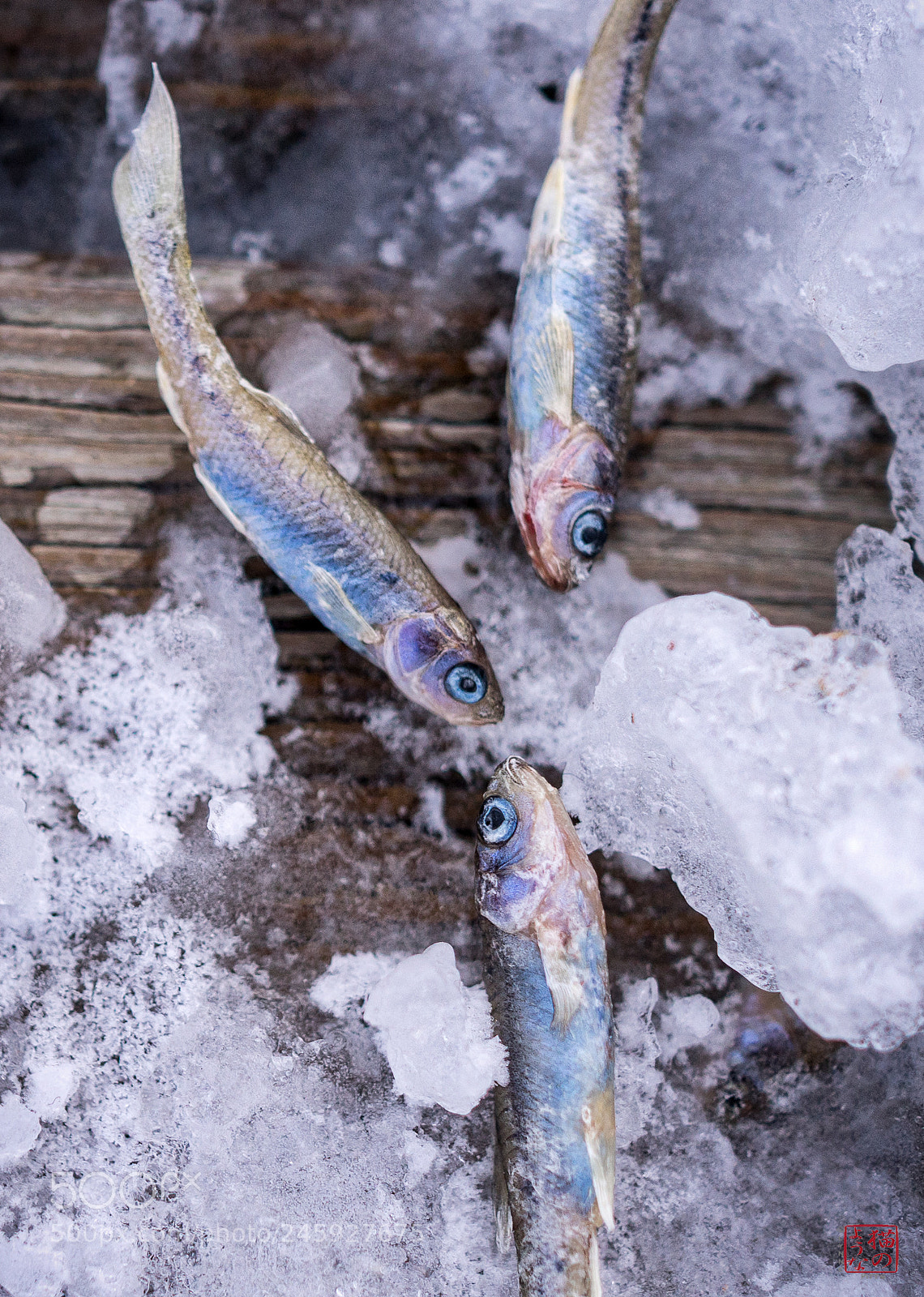 Sony a7 sample photo. Frozen fish photography