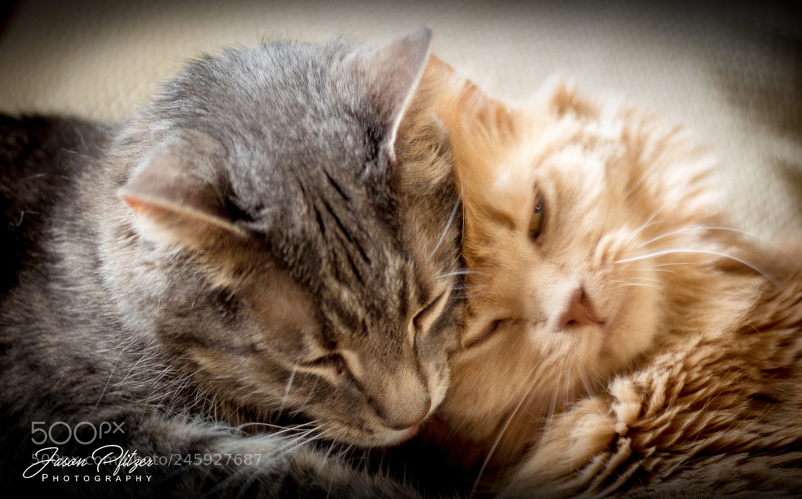 Canon EOS 1300D (EOS Rebel T6 / EOS Kiss X80) sample photo. Cat cuddles photography
