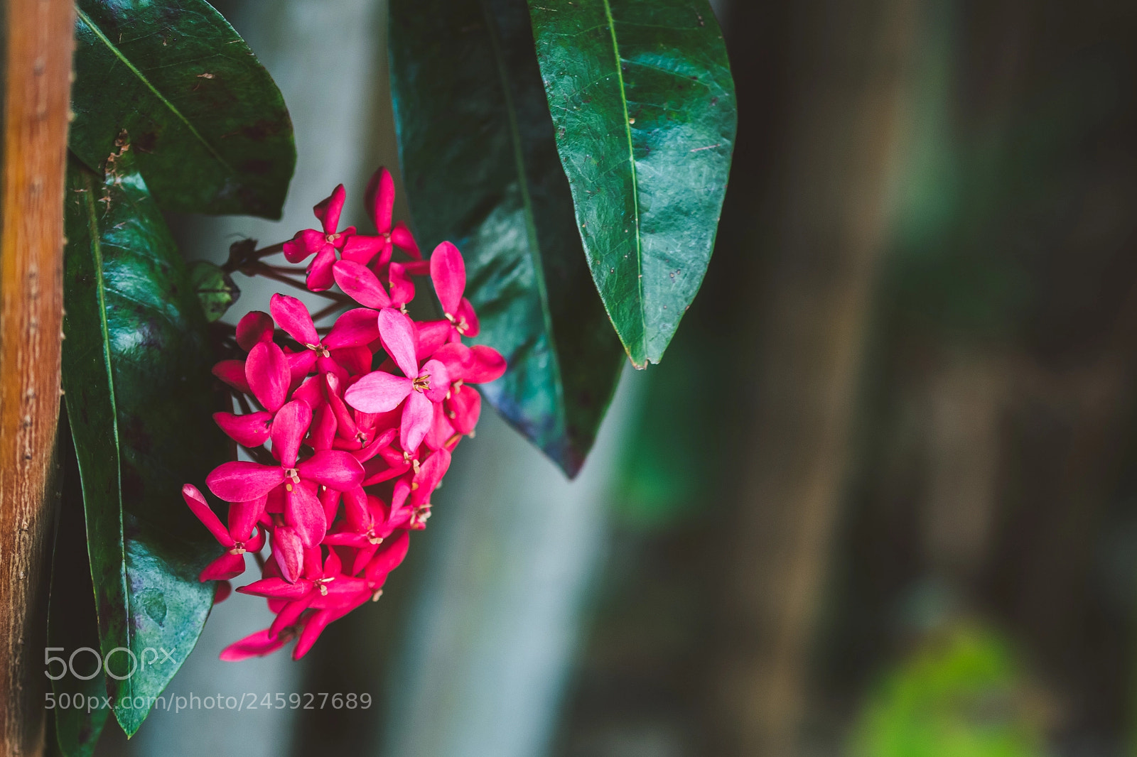 Nikon D500 sample photo. Nature photography