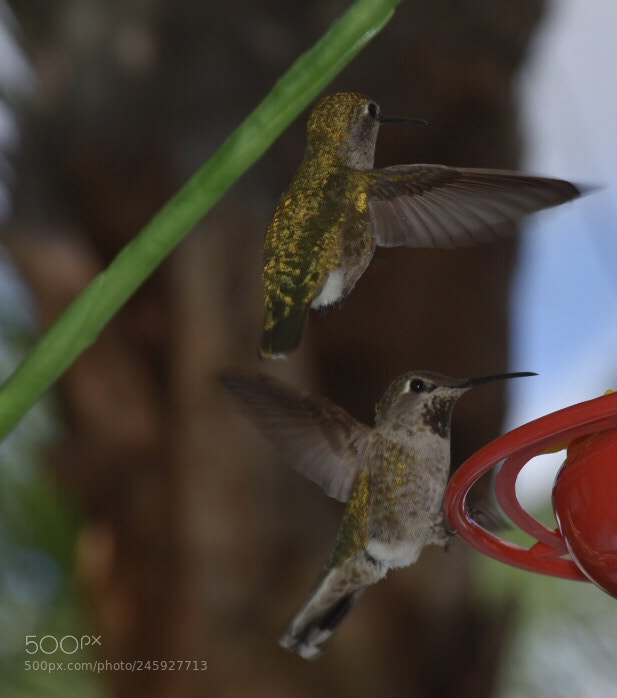 Nikon D7200 sample photo. Hungry hummingbirds photography