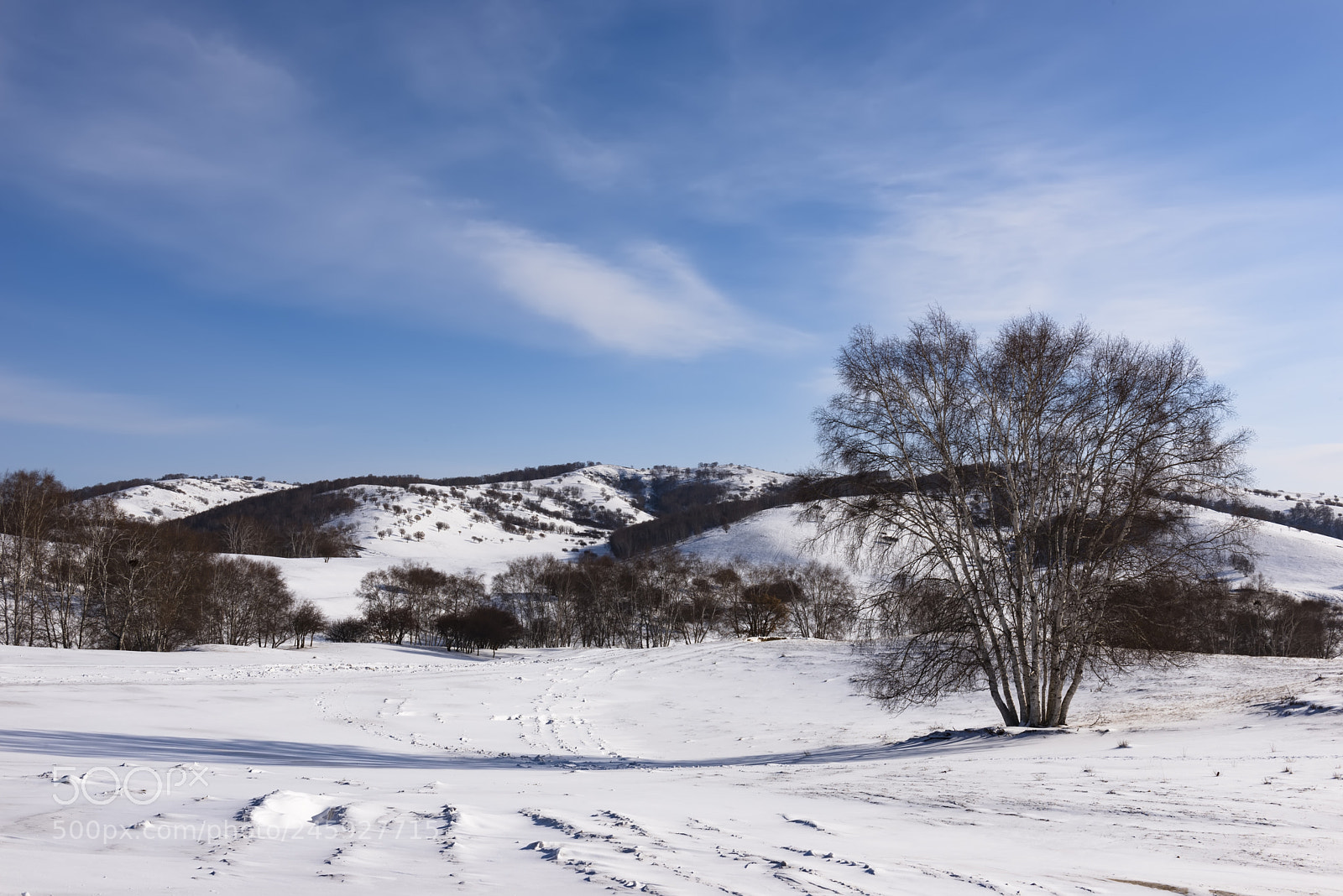 Nikon D610 sample photo. 山与树 photography