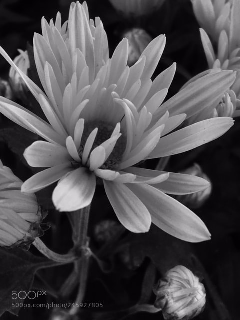 Apple iPhone 6s sample photo. Daisy photography