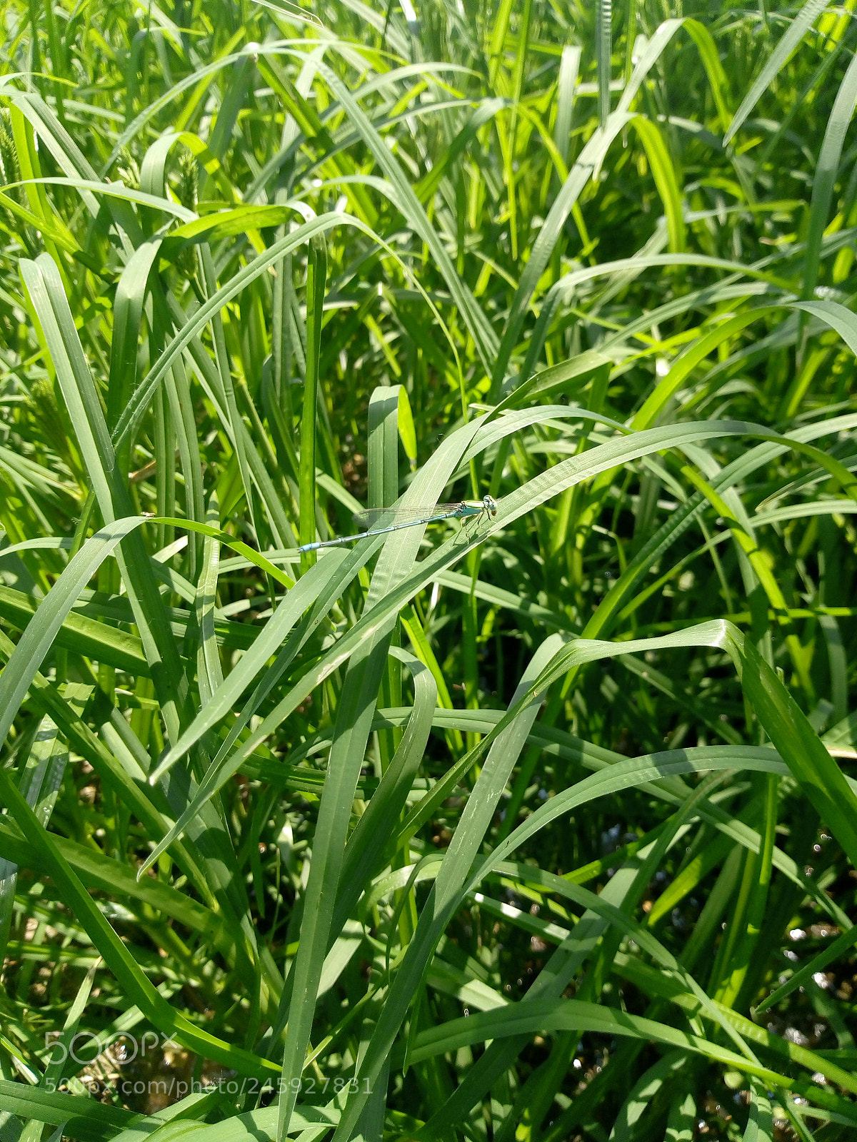 Motorola Moto E (4) Plus sample photo. Untitled photography