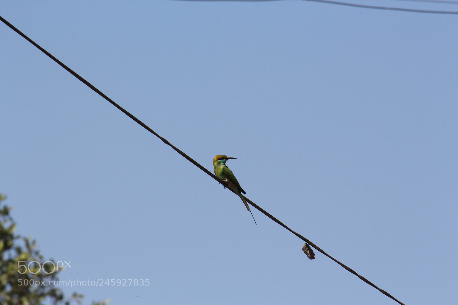 Canon EF-S 55-250mm F4-5.6 IS II sample photo. Bird watch photography