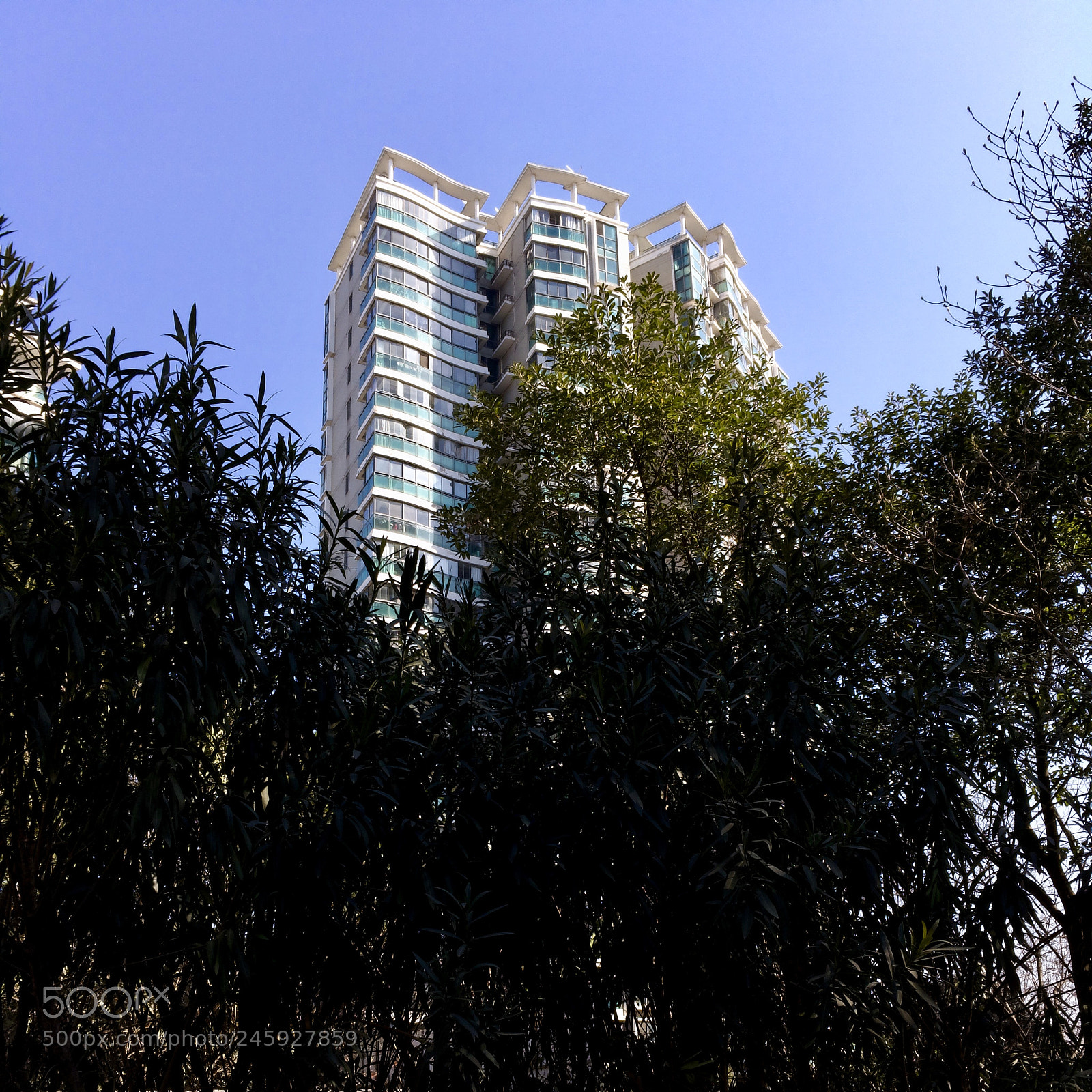 Apple iPhone SE sample photo. 树丛后的高楼 photography