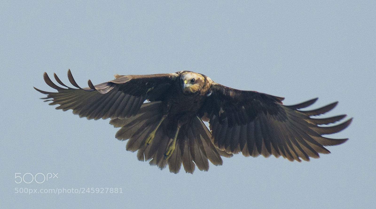 Nikon D5100 sample photo. Marsh harrier photography