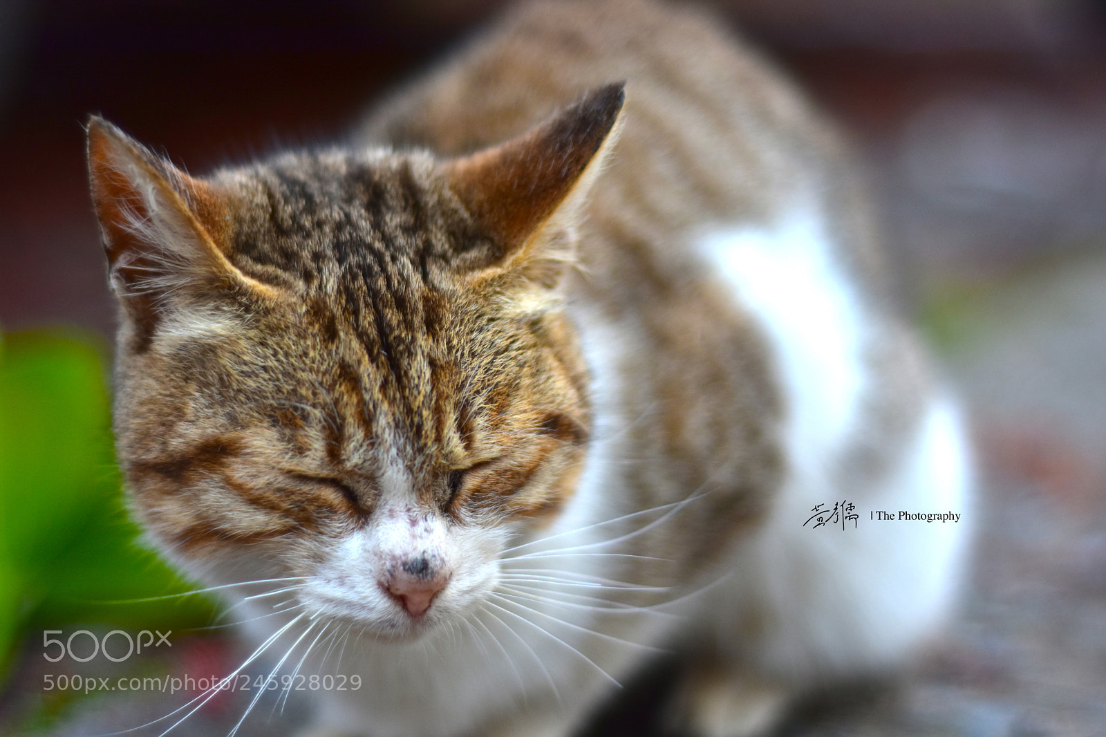 Nikon D7200 sample photo. So hungry! photography