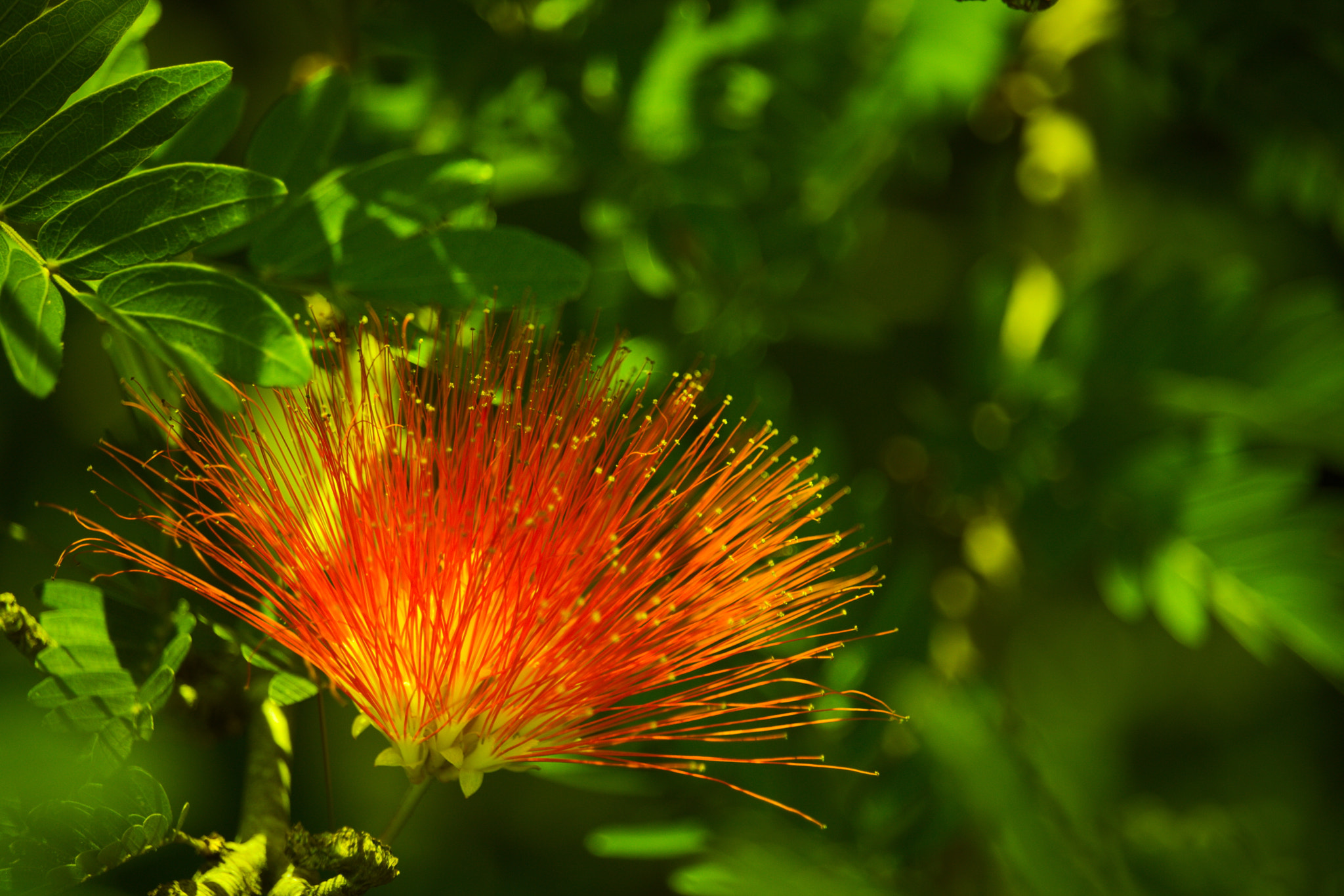 Canon EF-S 55-250mm F4-5.6 IS STM sample photo. Caliandra photography