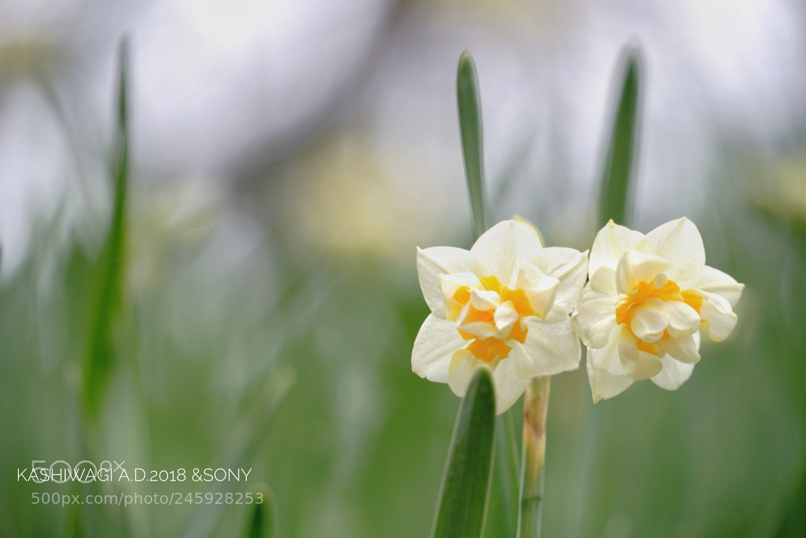 Sony a7 II sample photo. Narcissus quietly blooms in photography