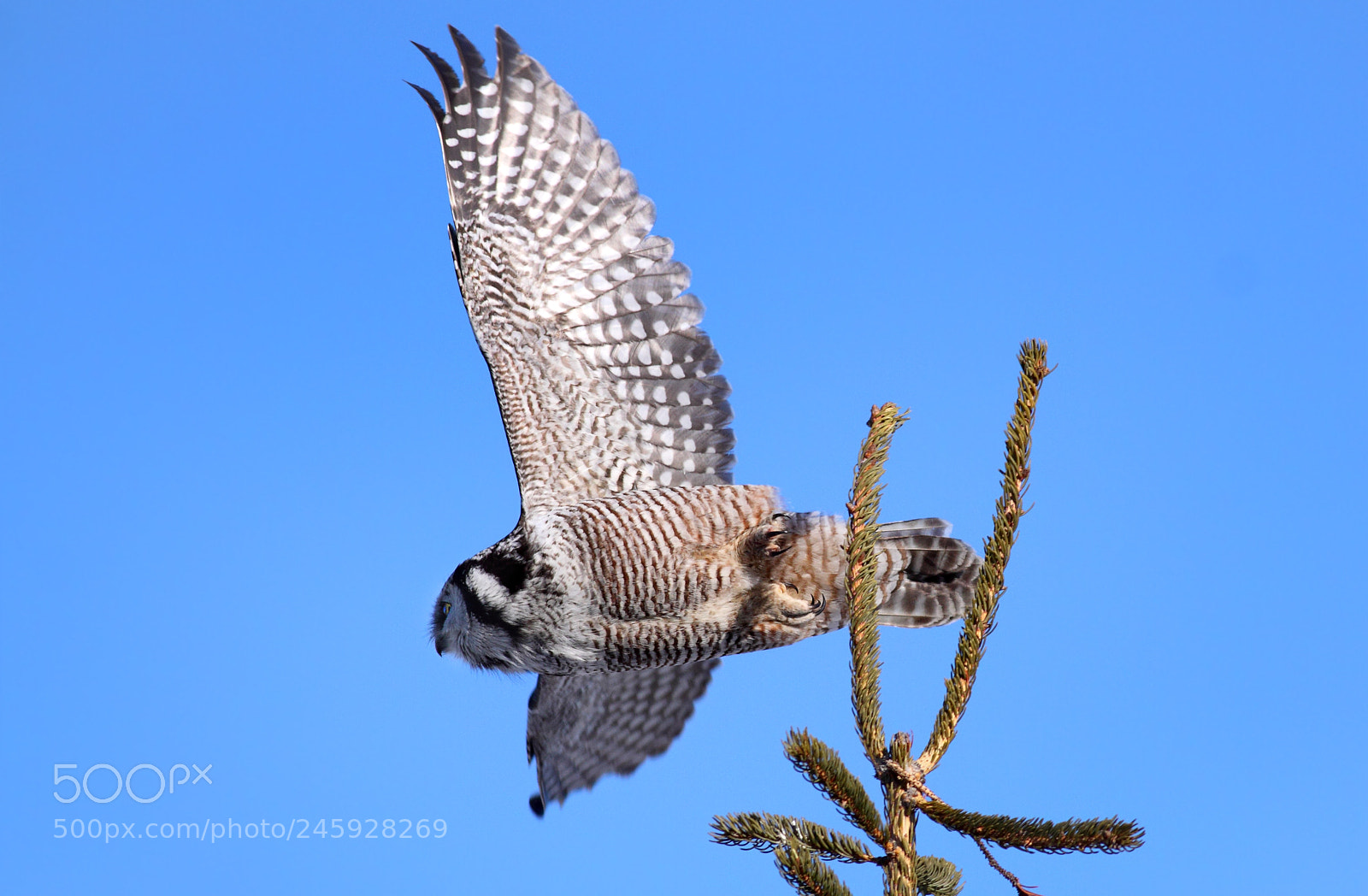 Canon EOS 50D sample photo. Hawk owl in exit photography