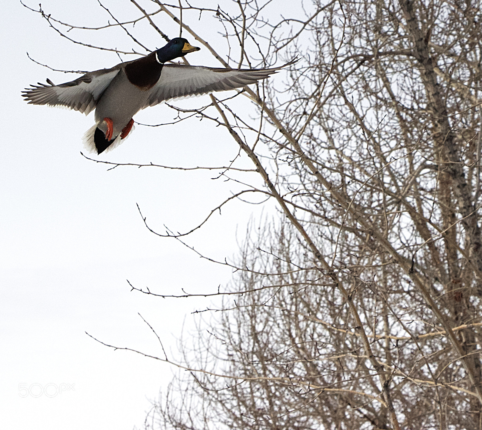 Canon EOS 650D (EOS Rebel T4i / EOS Kiss X6i) sample photo. Landing zone! ducks only. photography