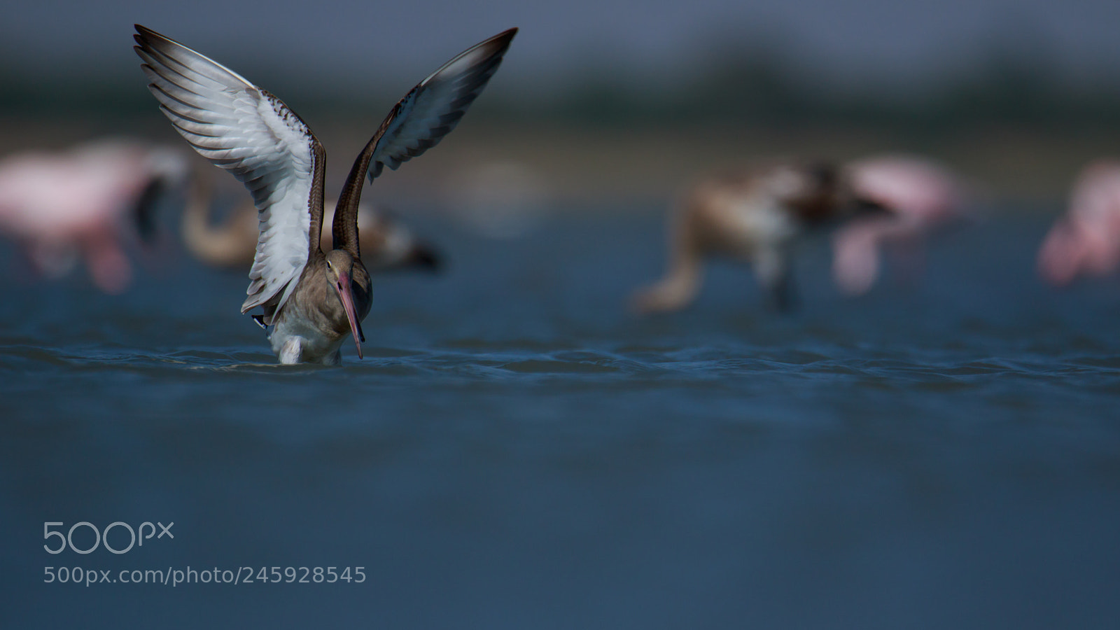 Canon EOS 7D Mark II sample photo. Godwit photography