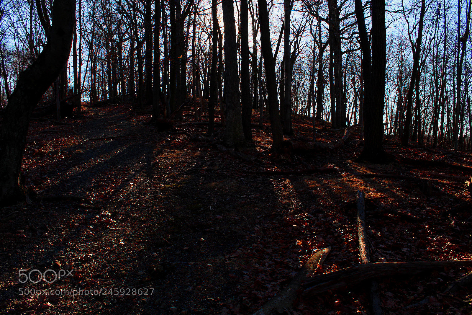 Canon EOS 1300D (EOS Rebel T6 / EOS Kiss X80) sample photo. Lonely woods in the photography