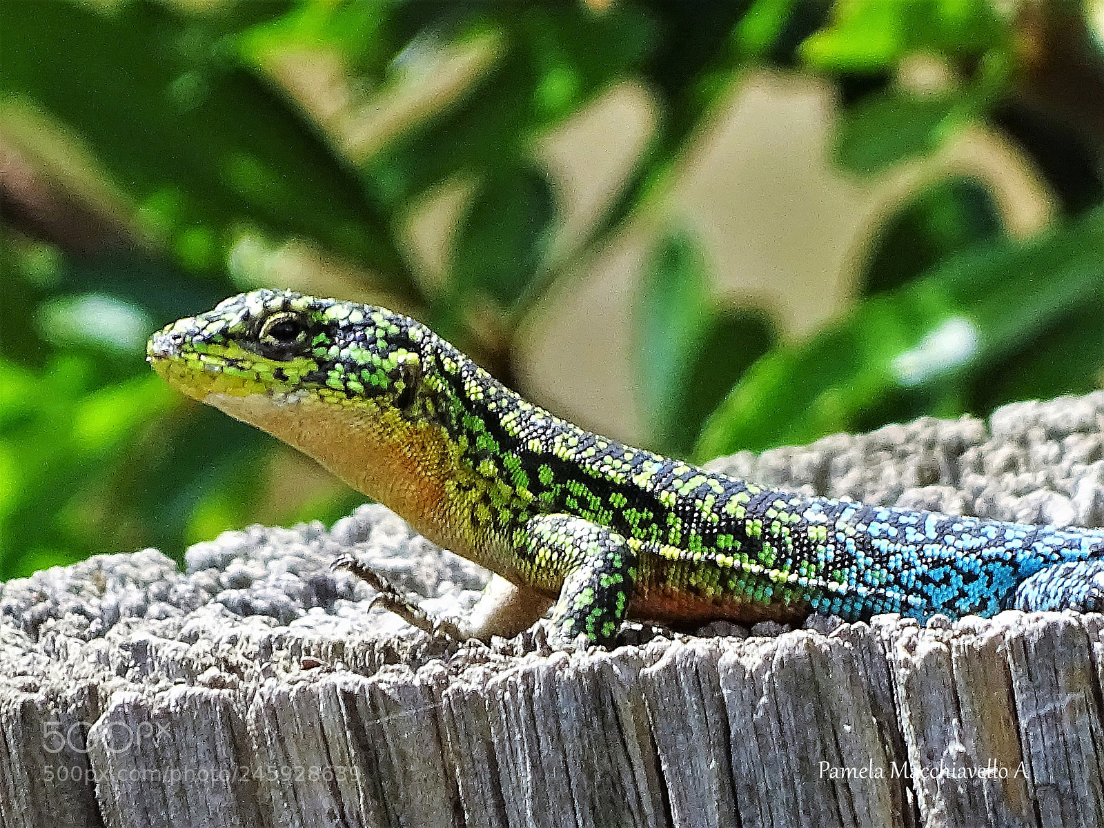 Sony Cyber-shot DSC-HX400V sample photo. Lizard photography
