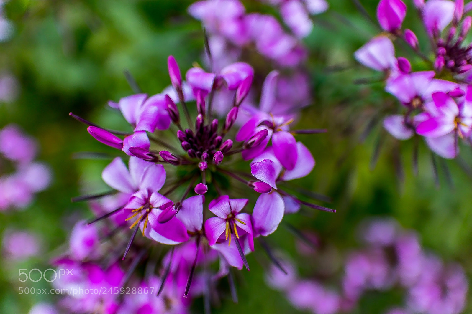 Canon EOS M5 sample photo. Purple splendor photography