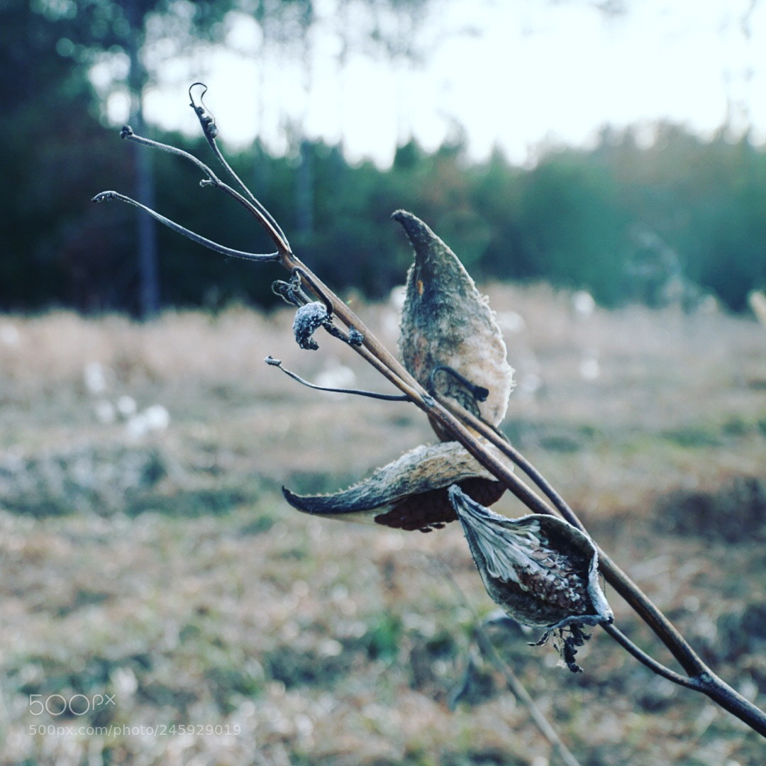 Sony a6300 sample photo. Seed pods photography