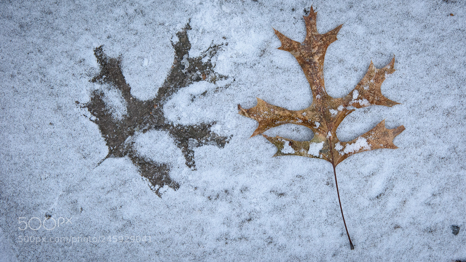 Nikon D810 sample photo. Leaf prints photography
