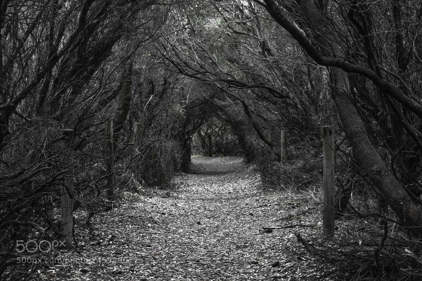 Nikon D5600 sample photo. Into the woods! photography