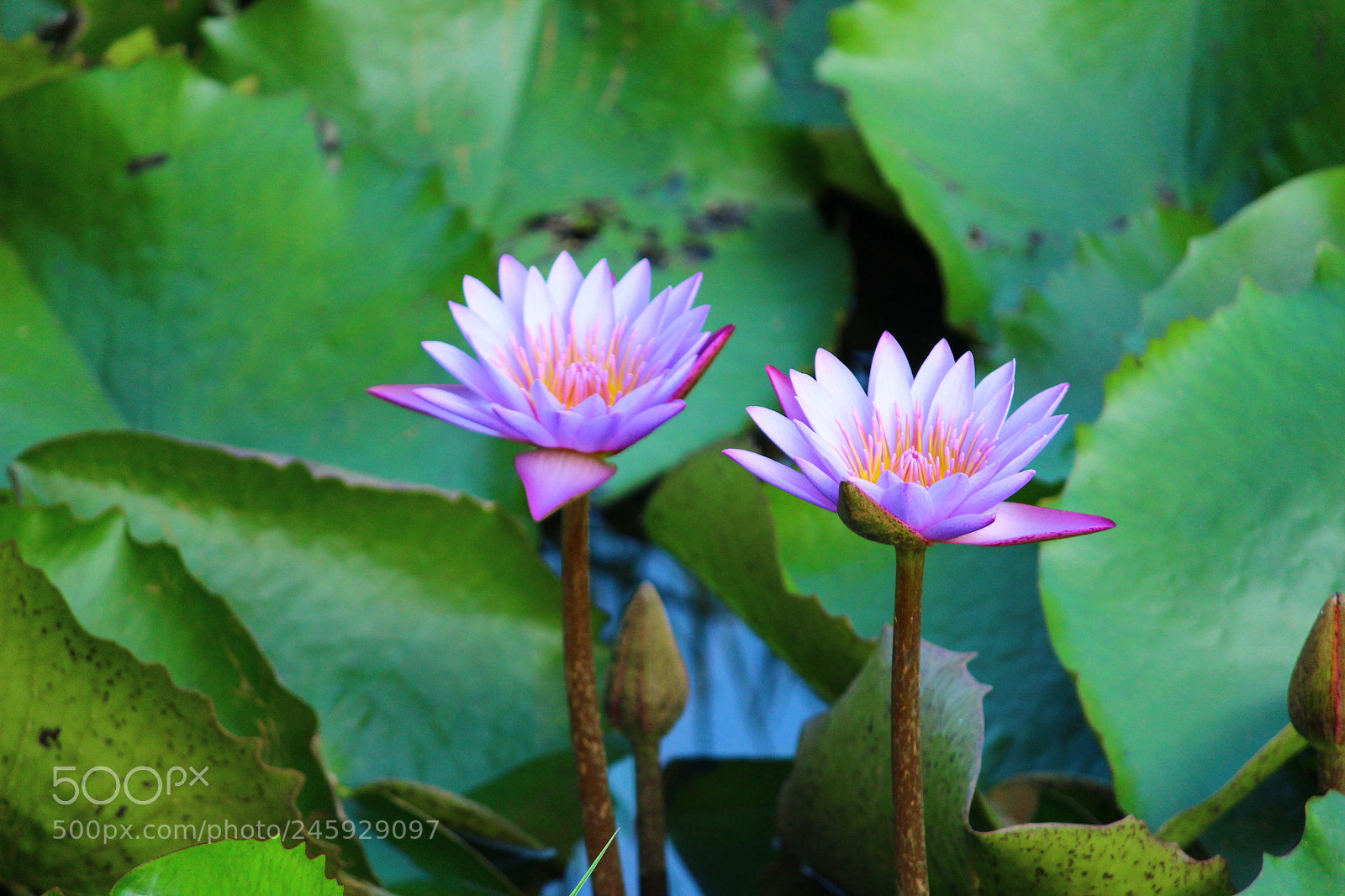 Canon EF-S 55-250mm F4-5.6 IS II sample photo. Img photography