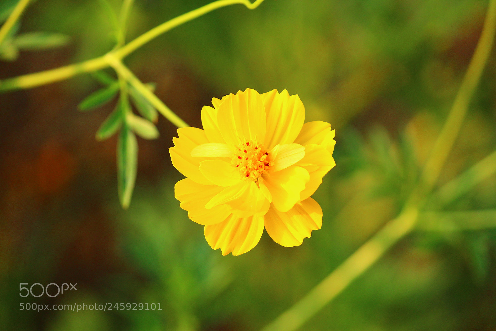 Canon EF-S 55-250mm F4-5.6 IS II sample photo. Img photography