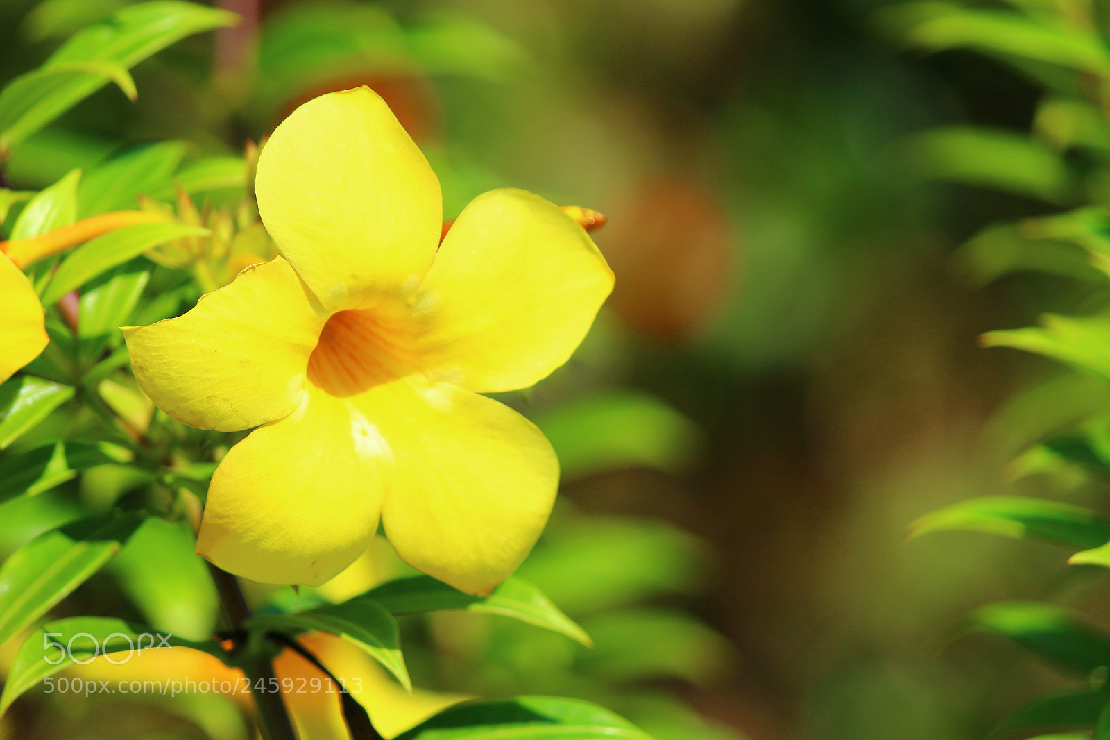 Canon EF-S 55-250mm F4-5.6 IS II sample photo. Img photography