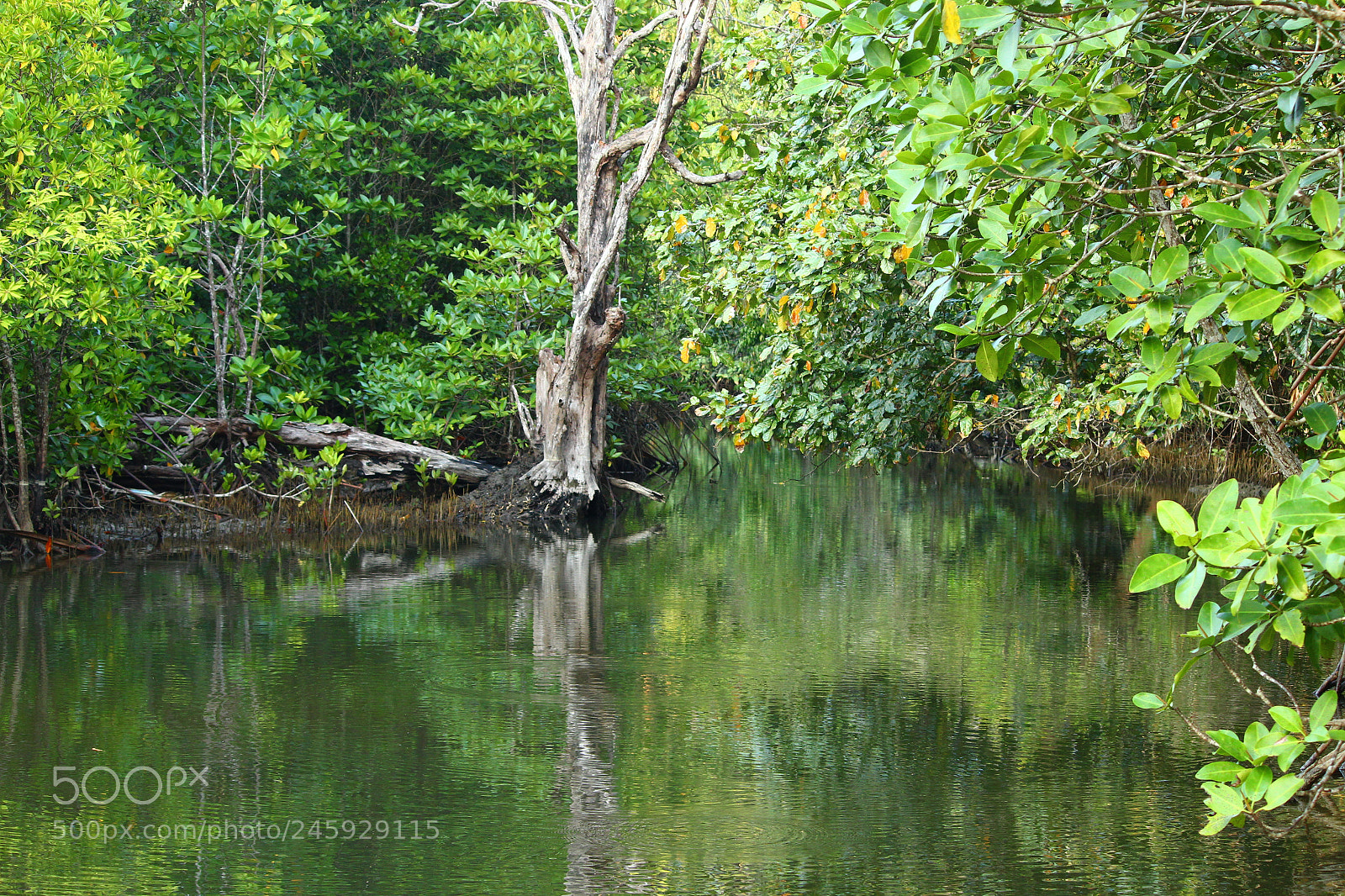 Canon EF-S 55-250mm F4-5.6 IS II sample photo. Img photography
