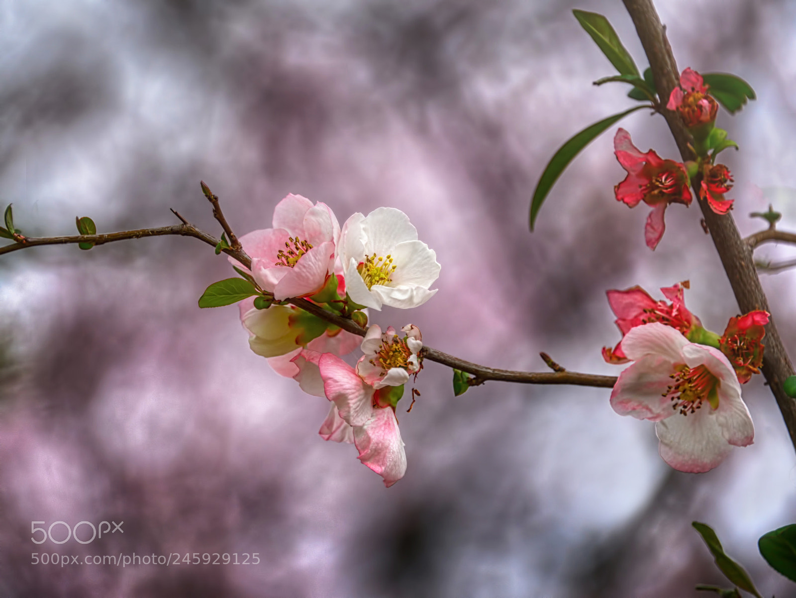 Nikon D800E sample photo. Spring blossoms photography