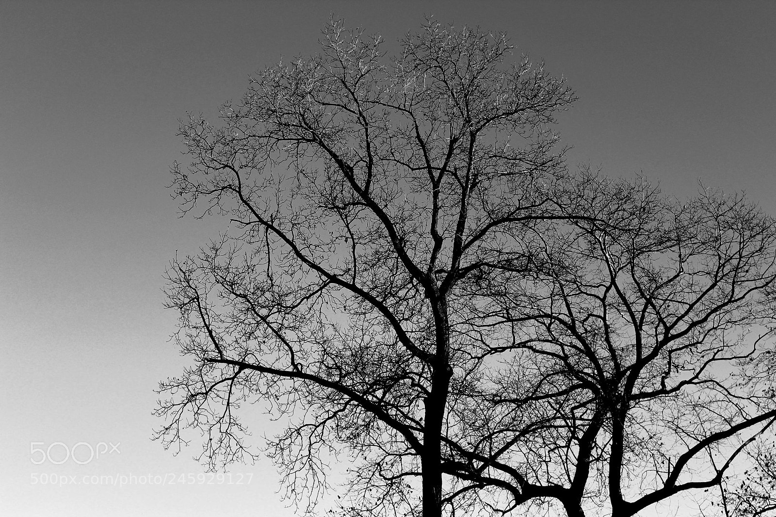 Canon EOS 1300D (EOS Rebel T6 / EOS Kiss X80) sample photo. Everything is dead in photography